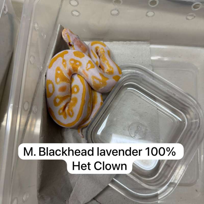 M. Blackhead Lavender 100% het Clown