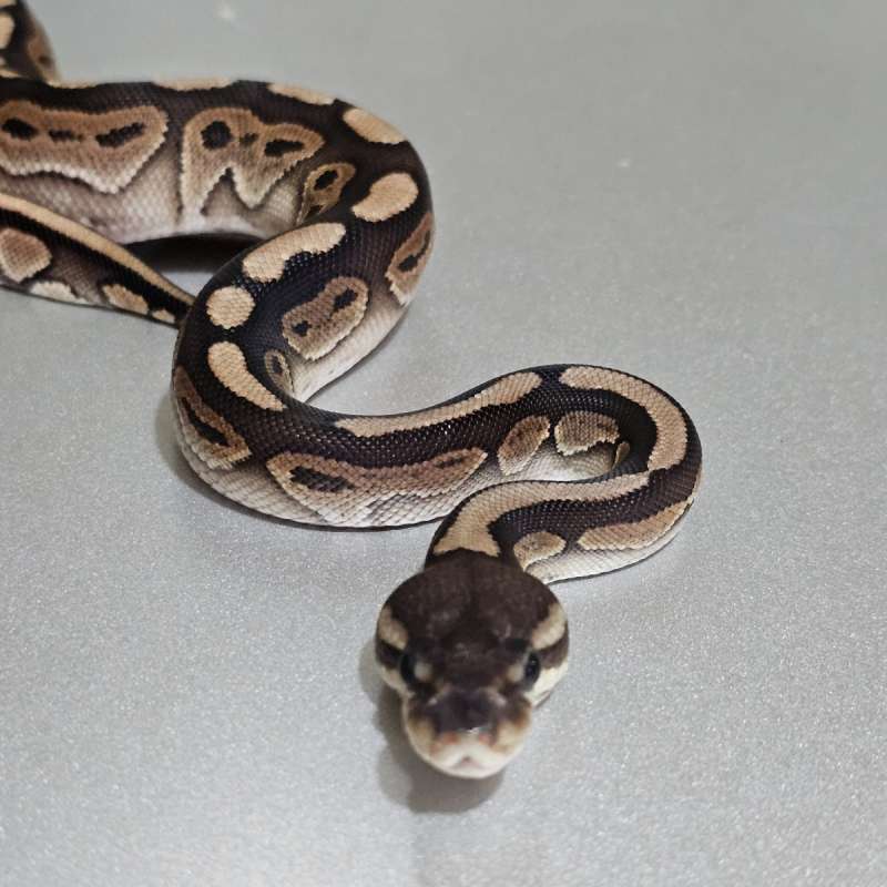 Cinnamon Redstripe het Clown