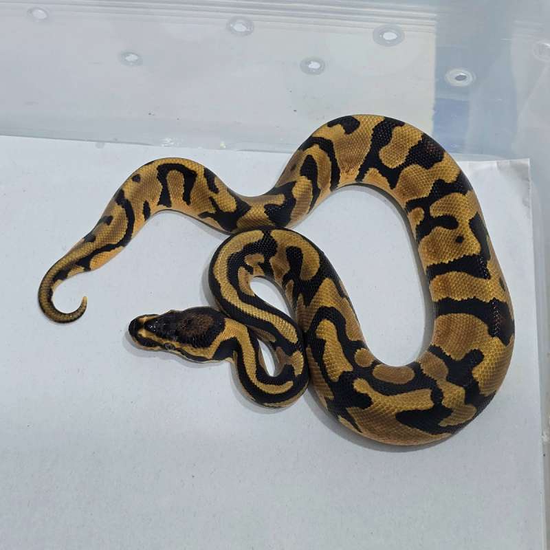 Leopard Enchi Confusion het Lavender ph Clown