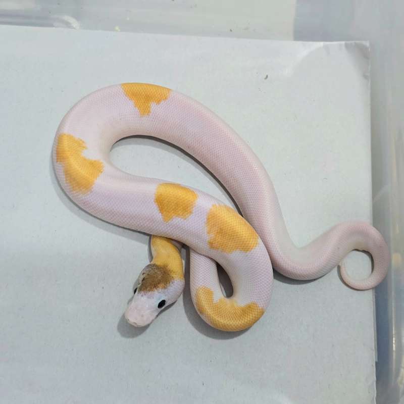 Pastel Pinto Pied (RARE ITEM)