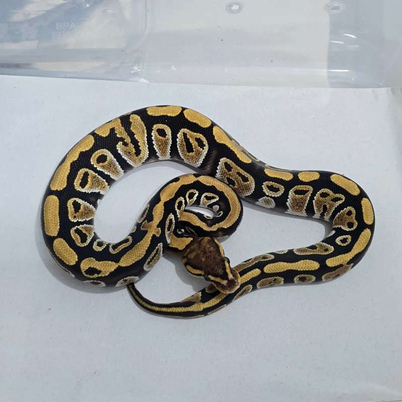 F Cypress dh Hypo Clown