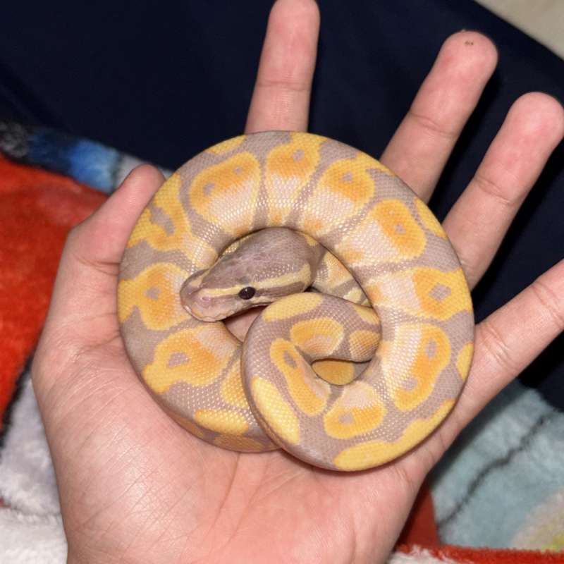 BANANA POSS PASTEL
