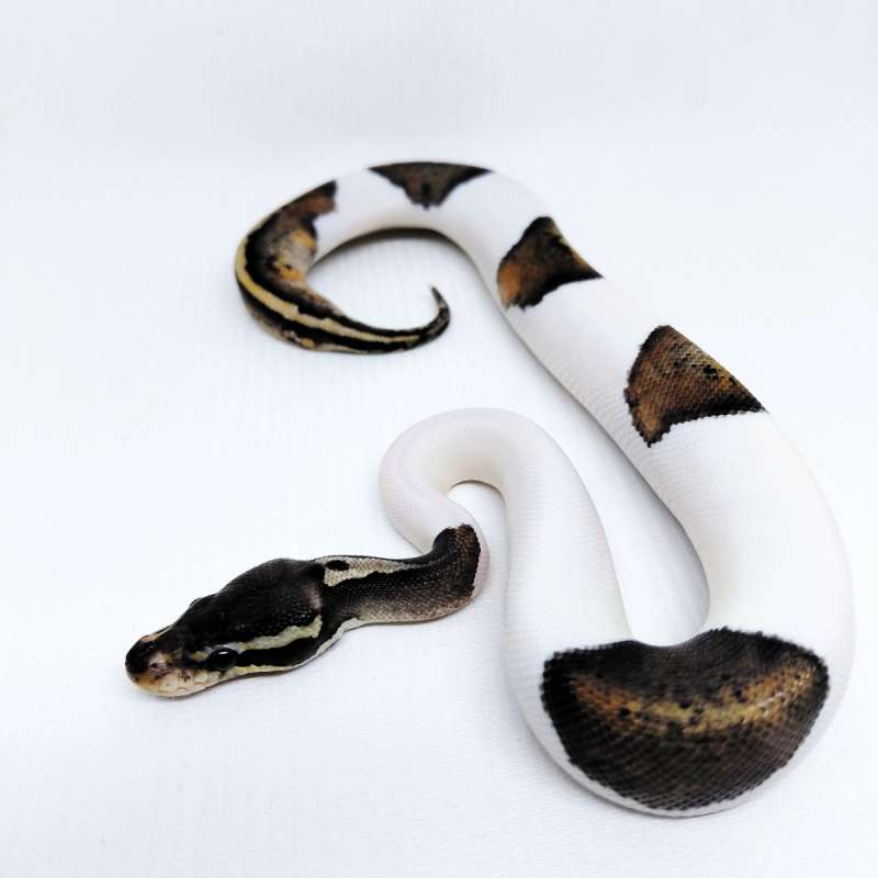 Black Pewter Pied Ballpython