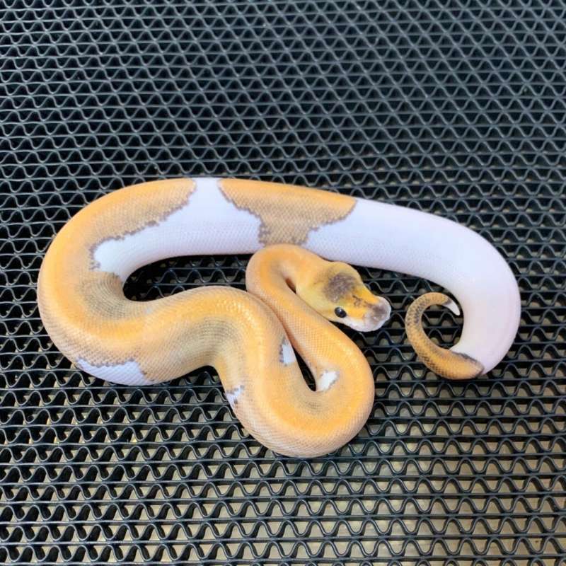 Blackhead Champagne.