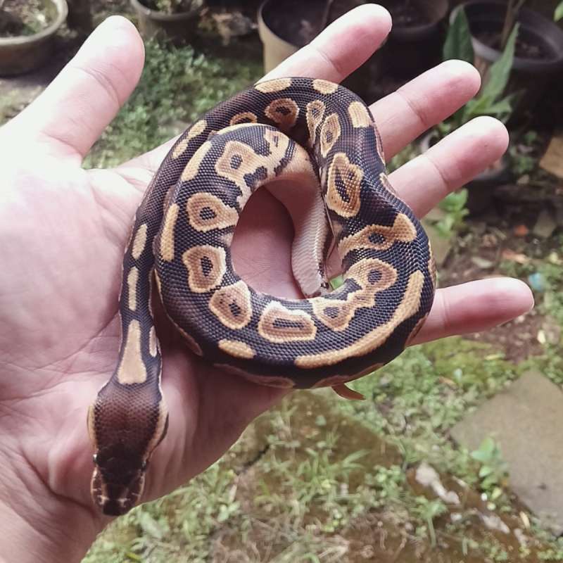 Black Pastel Orange Dream PH DG