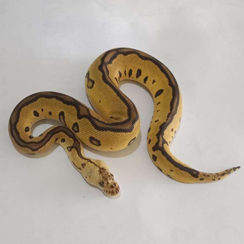 F. Clown Leopard Pastel ♀️