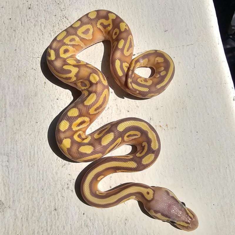 Banana Mojave/phatom poss granite poss het hypo