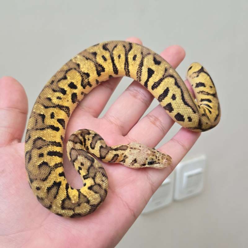 Spotnose Pastel Clown