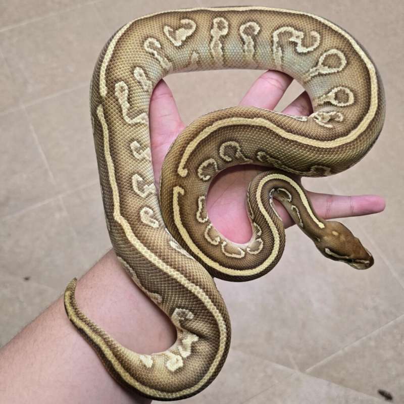 Hurricane Leopard Lesser