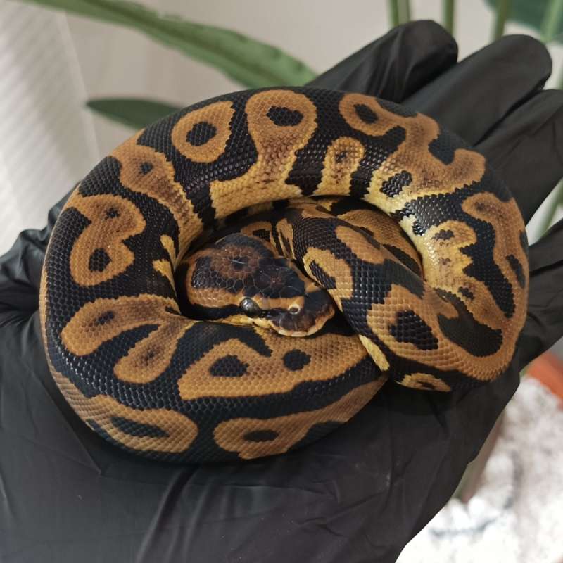 M - Leopard Het Clown