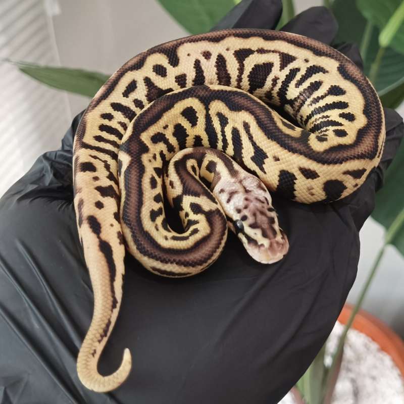 M - Pastel Spotnose Leopard Het Clown