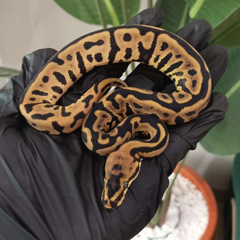 M - Spotnose Leopard Het Clown