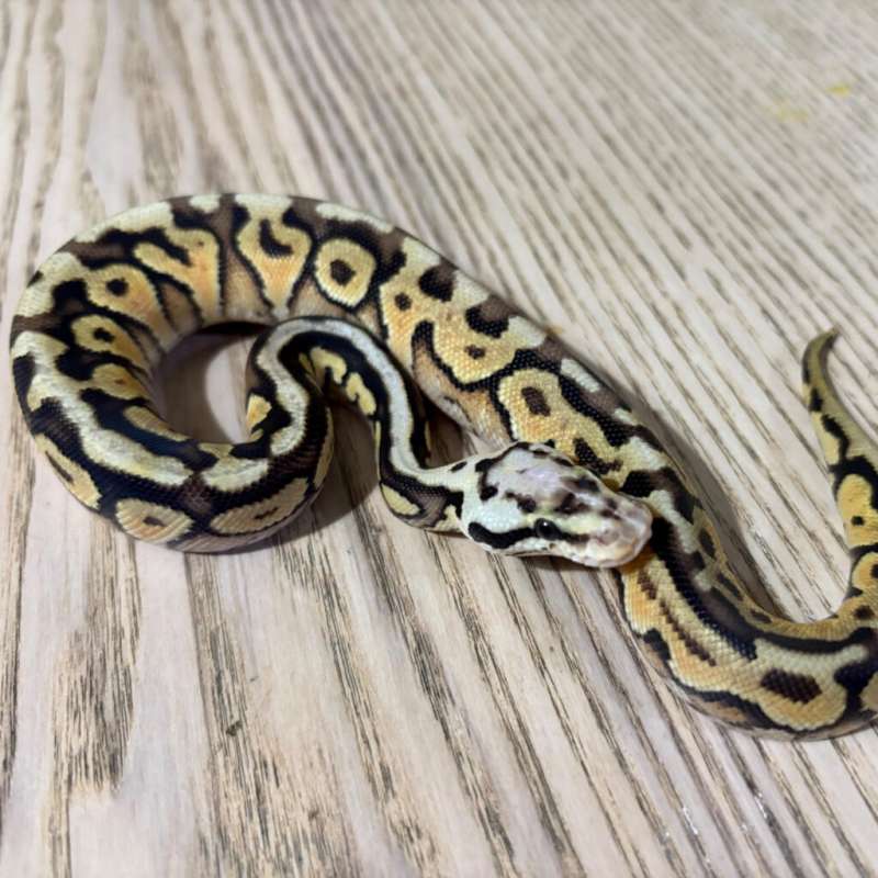 spotnose pastel fire crypton het DG Male