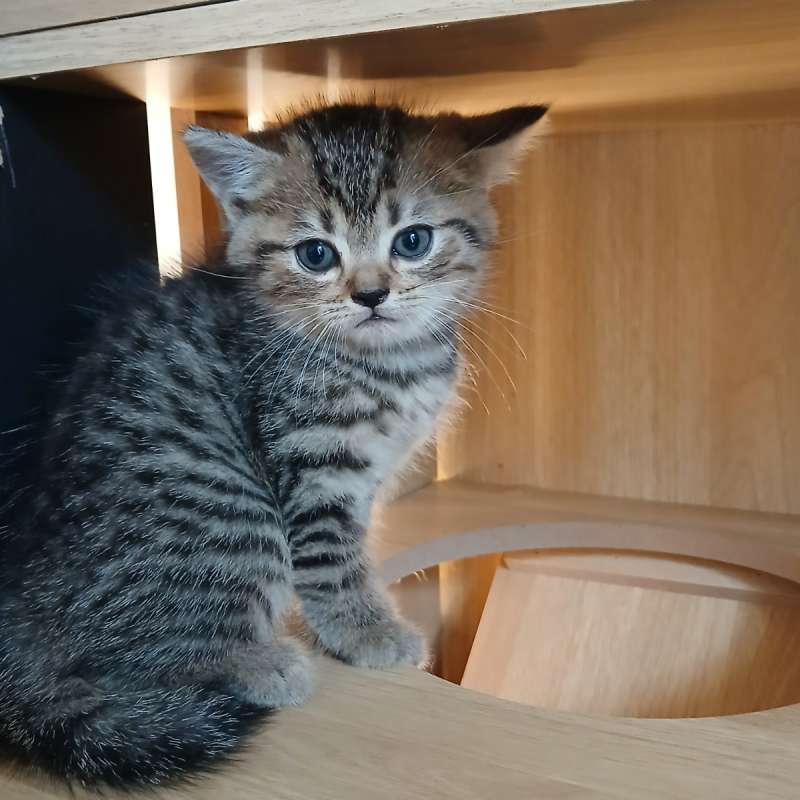 Kucing Kitten mix Golden BSH