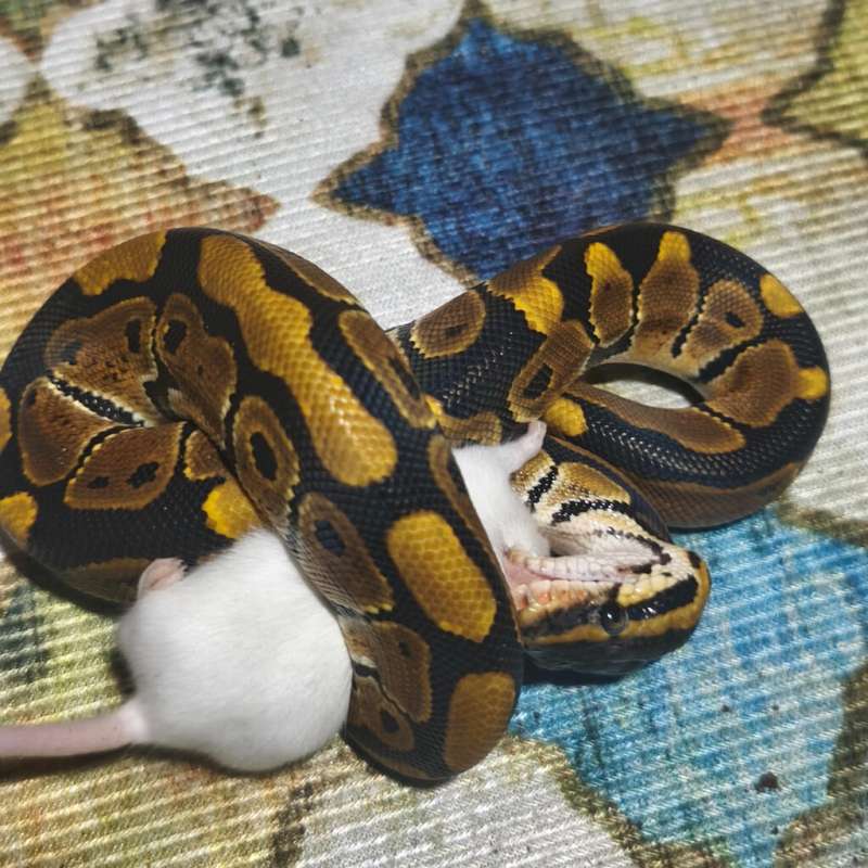 M. Normal pH Lavender