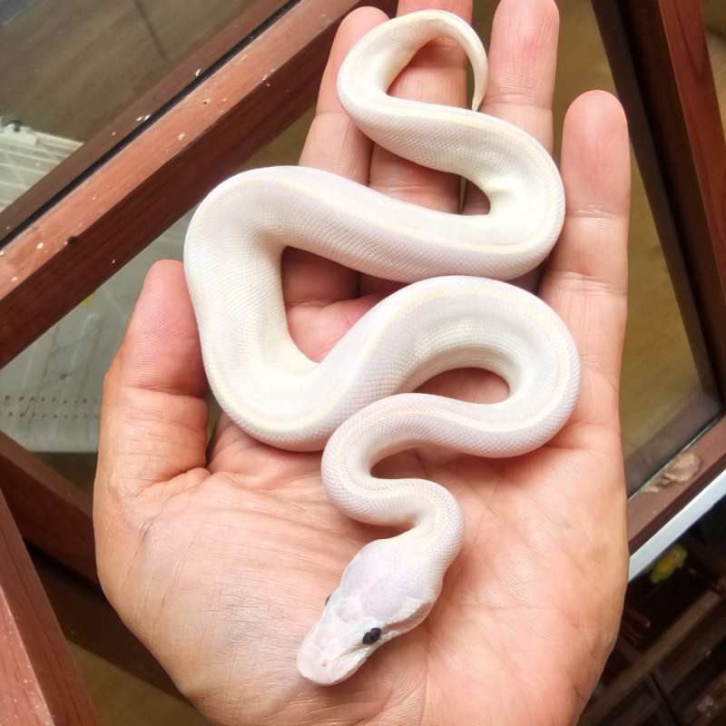 (LEUCISTIC) MOJAVE PHANTOM BANANA PASTEL POSS GRANITE POSS HET HYPO