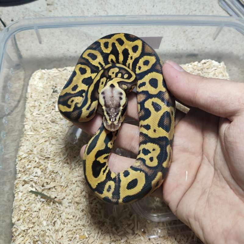 Leopard pastel gravel het clown