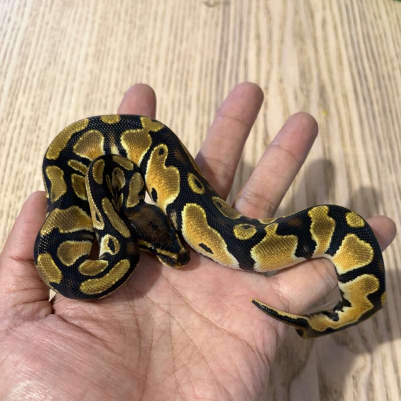 OD YB het Albino Pied Female