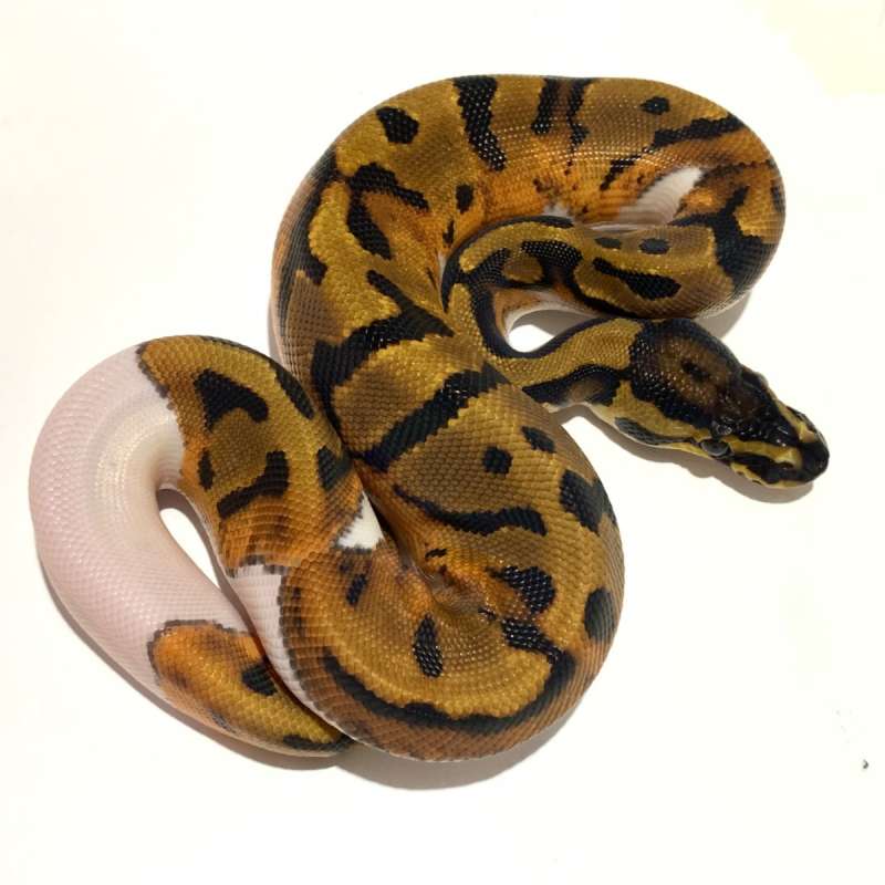 Pied Motif Unik 50% het Albino