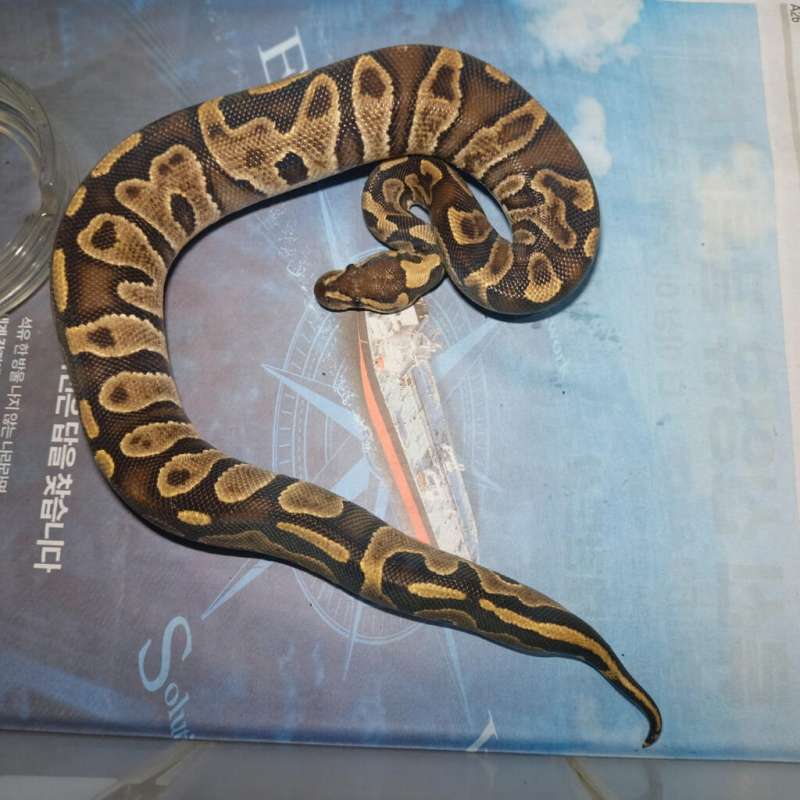 F GHI leopard het clown