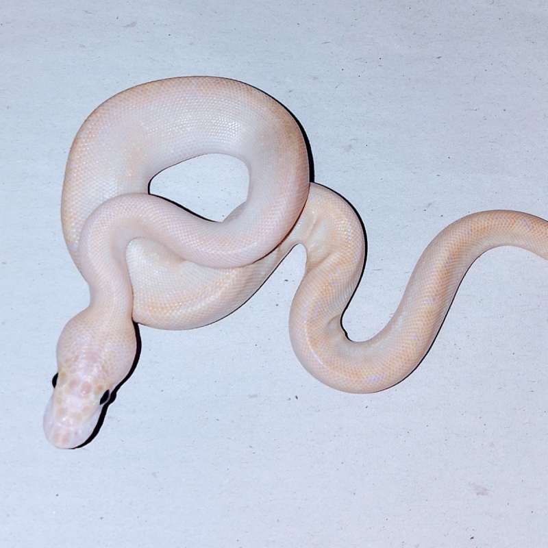 Ivory (rare itemz)