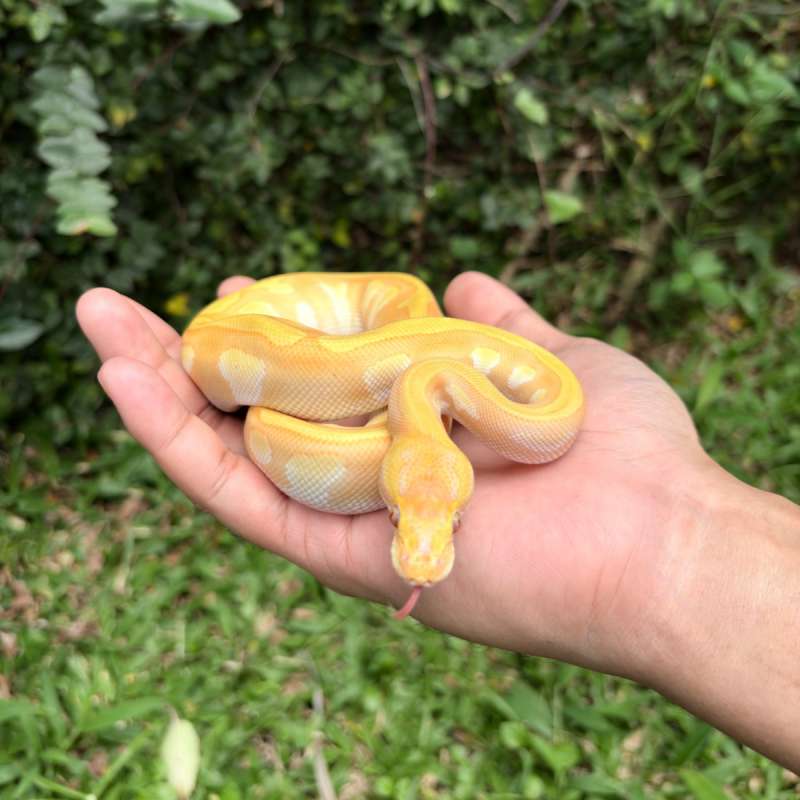 Mojave Lavender 50% het Pied (poss Enchi)