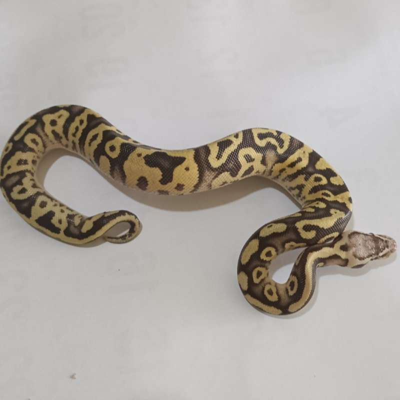 F. Firefly Leopard het Clown ♀️