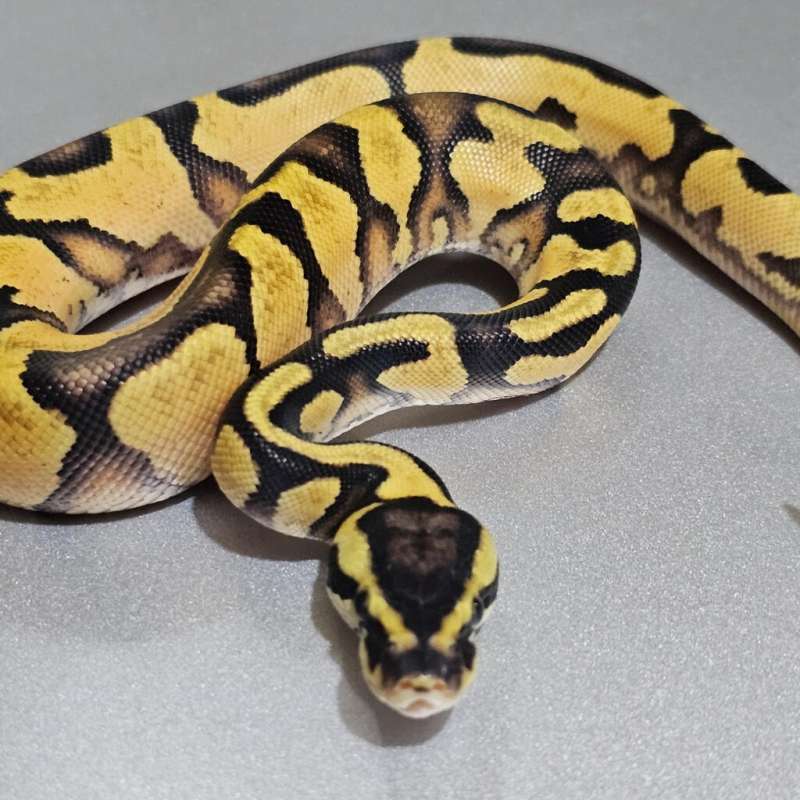 Odyb Enchi Pastel het Pied +