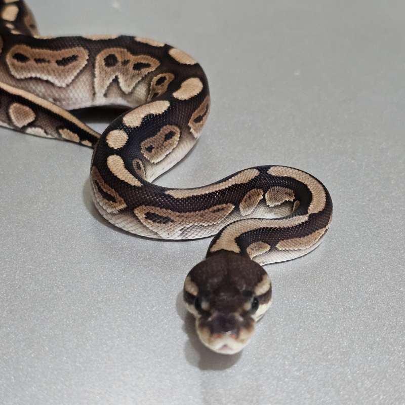 Redstripe Cinnamon het Clown