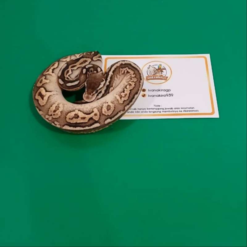 Pewter het Lavender Pied Ball Python [250202M]