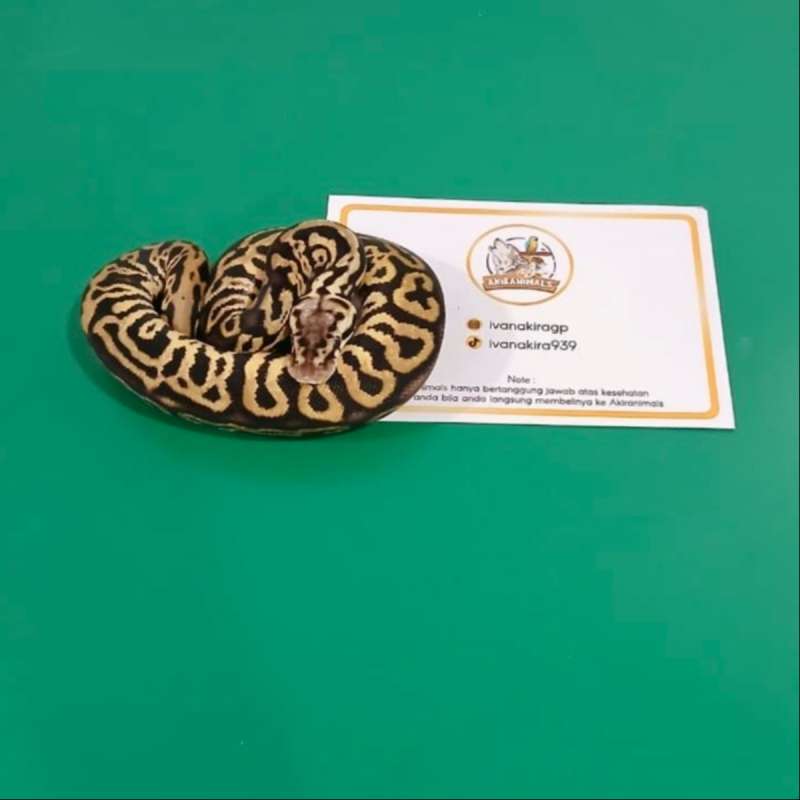 Pewter Yellow Belly het Lavender Pied Ball Python [250206M]