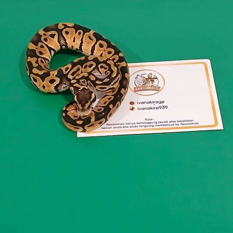 Pastel het Lavender Pied Ball Python [250205F]