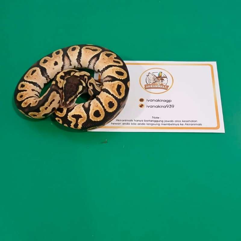 Pastel het Lavender Pied Ball Python [250201M]