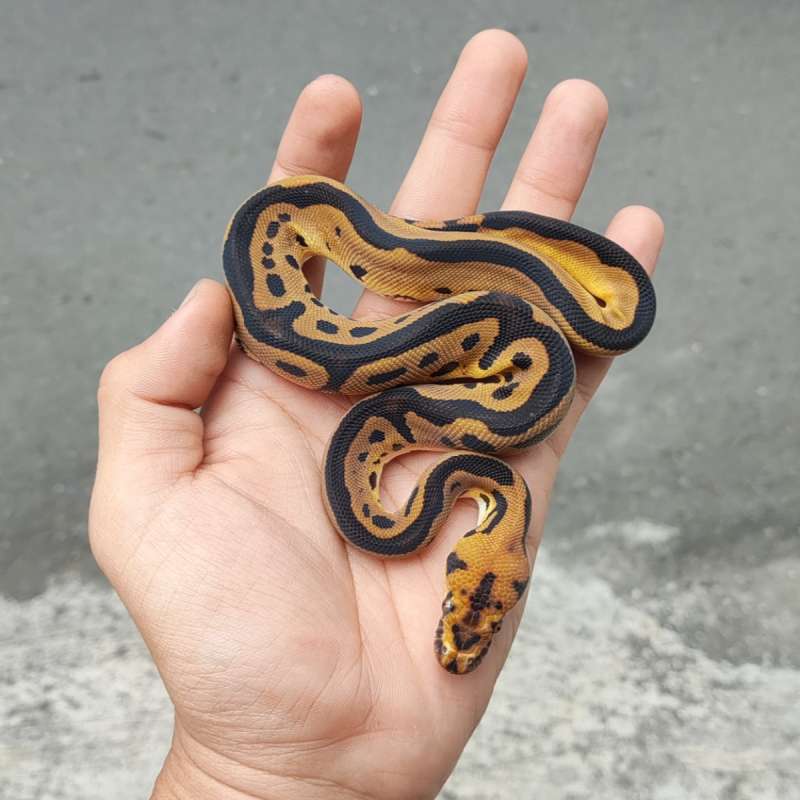 M Leopard Clown Ph66% DG Hypo
