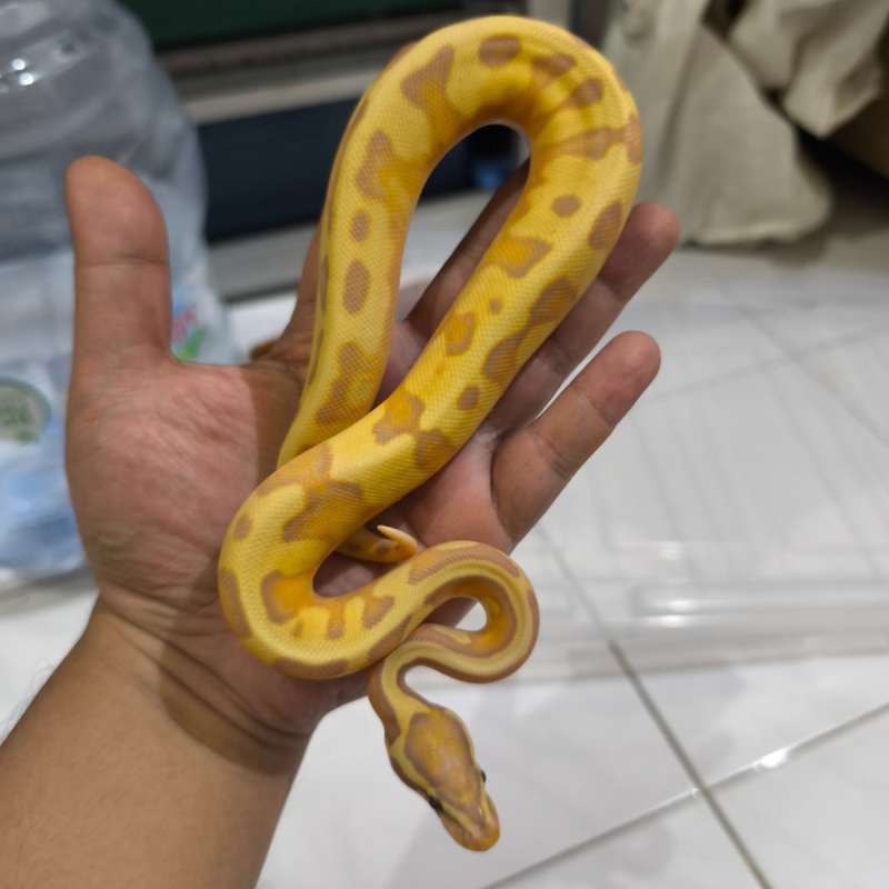 Banana enchi poss GHI OD Pied