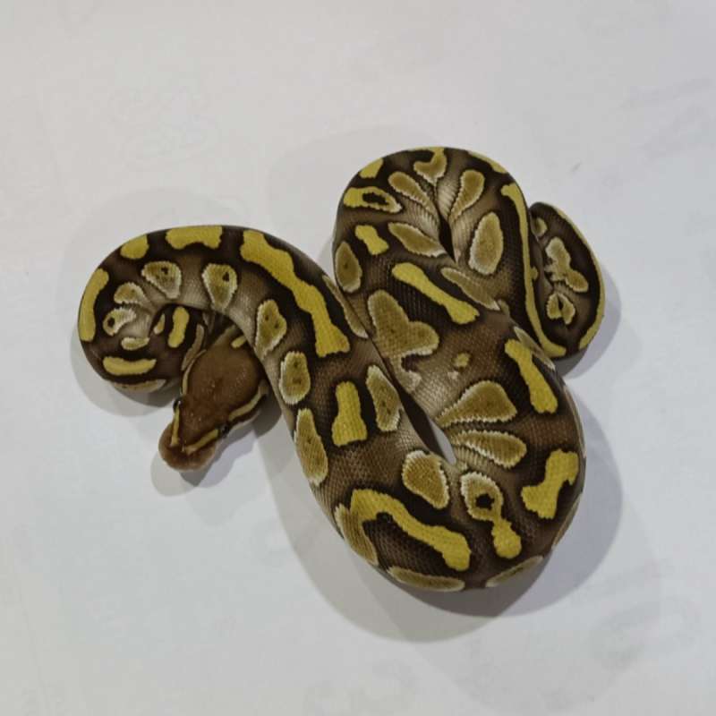 F. Lesser het Clown ♀️(Bahan bikin BEL)