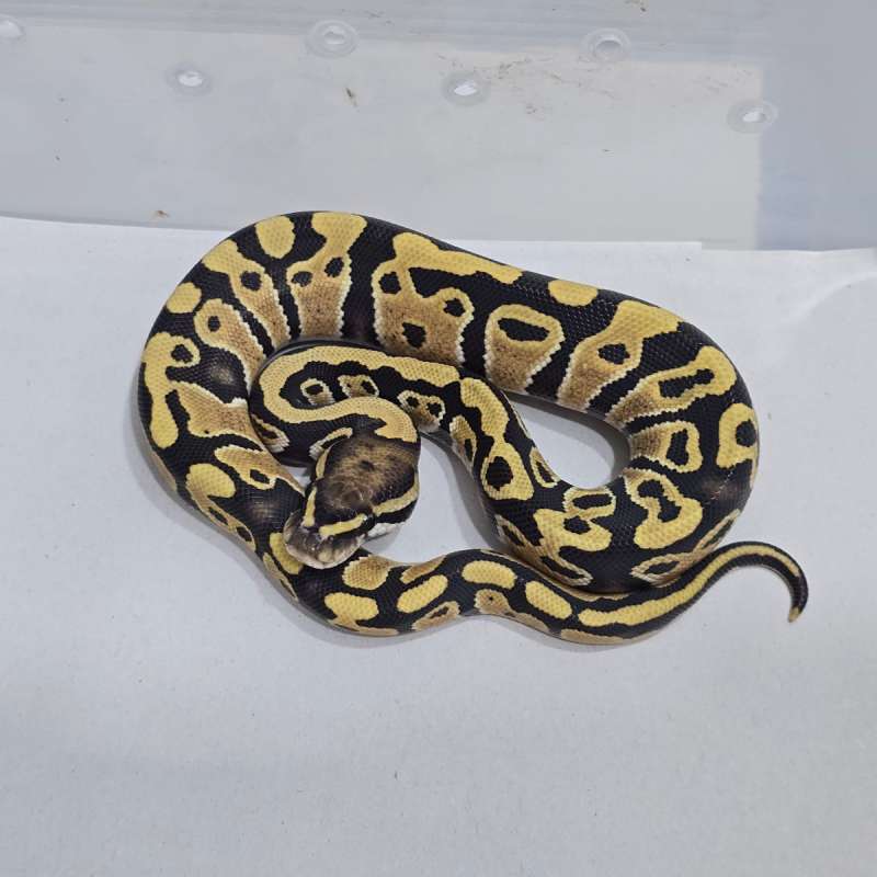 Dg ph Clown Pied 66%