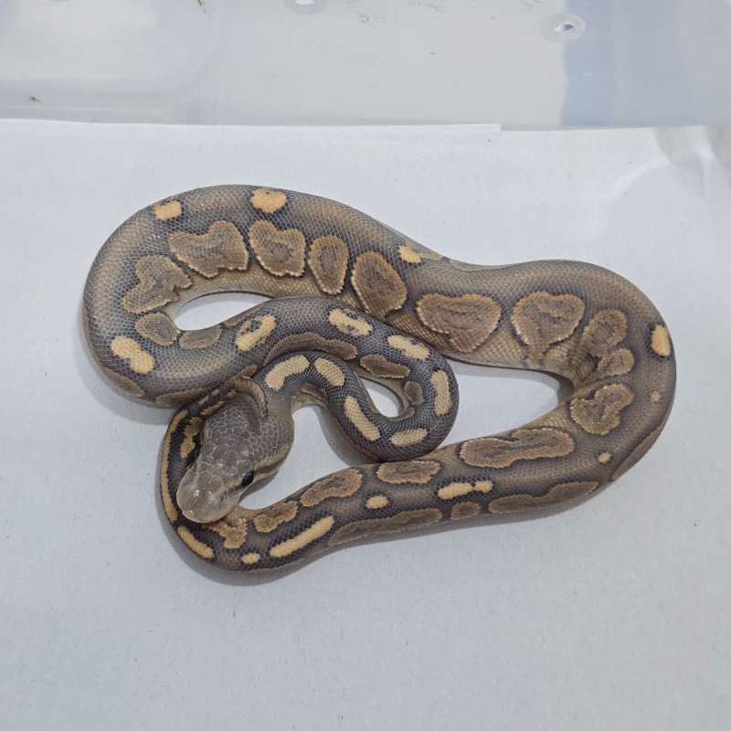 F Cinnamon Hypo Soft Colour