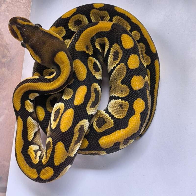 Mojave het clown
