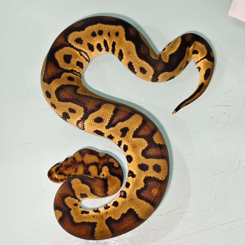 Female Red stripe clown