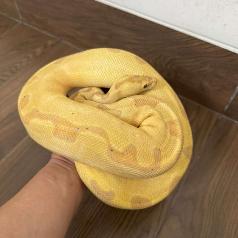 F Banana Enchi Pastel Clown (Poss Sup Enchi)