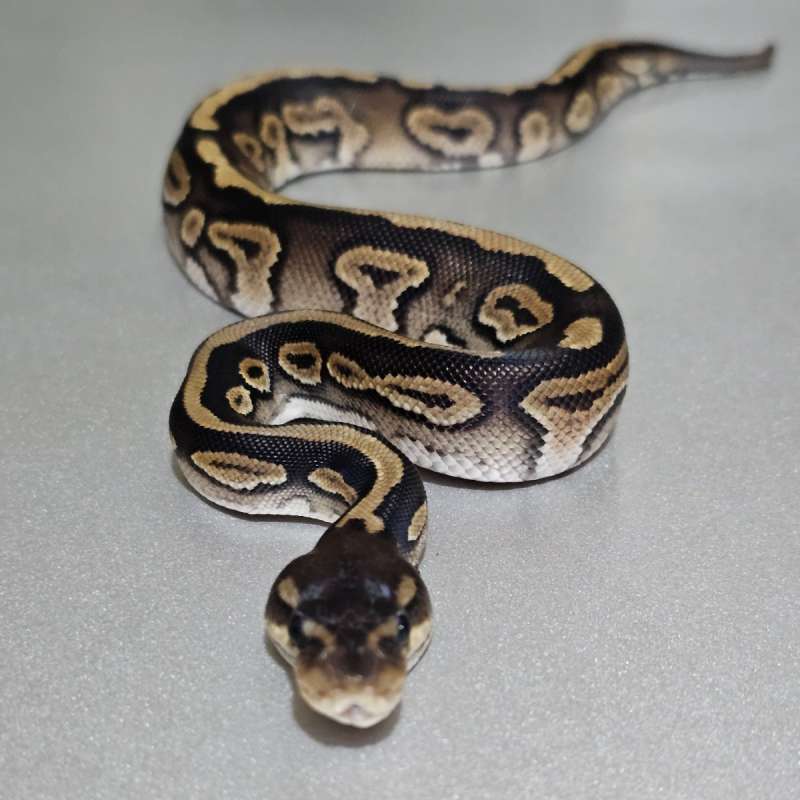 [Minus] Cinnamon dh Albino Pied