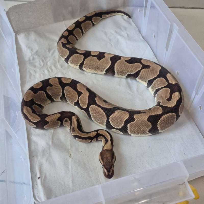 Proven Female Normal het Grail