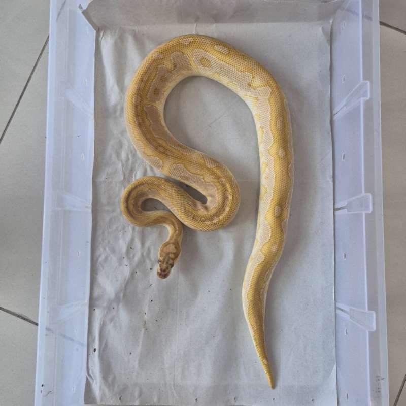 Butter Clown het Lavender, Male Proven