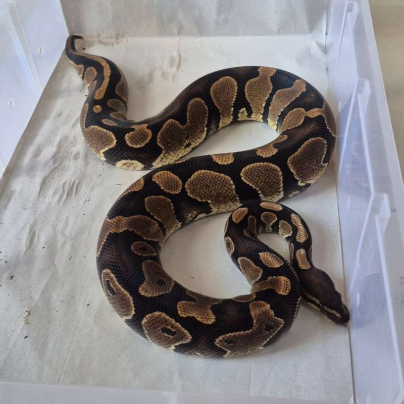 Female Adult Normal pos Mahogany pos het Pied