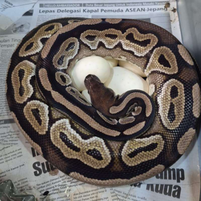 Proven Cinnamon het Clown