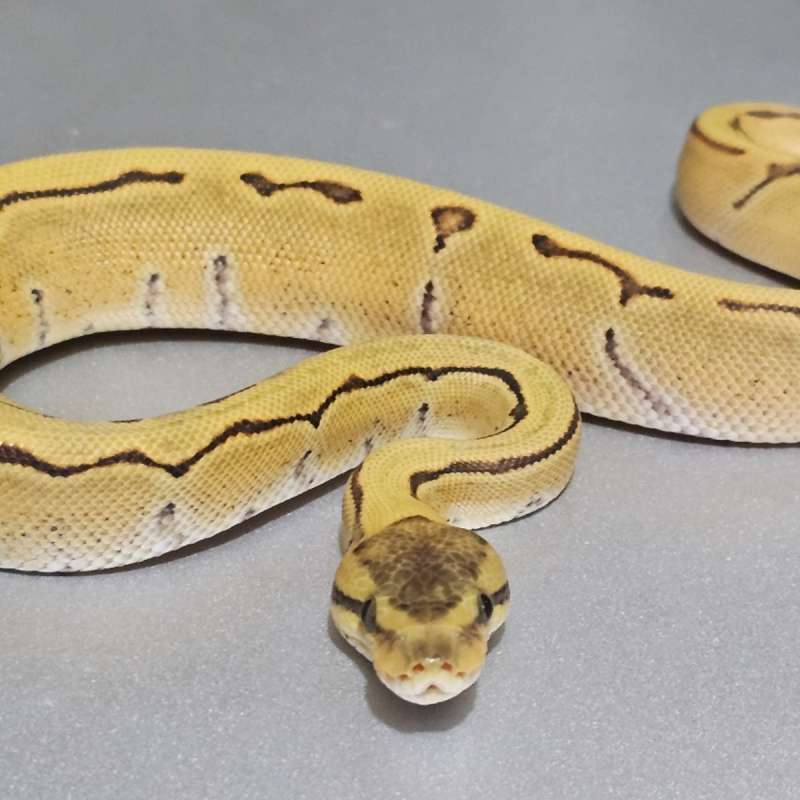 Enchi Pinstripe Specter DG