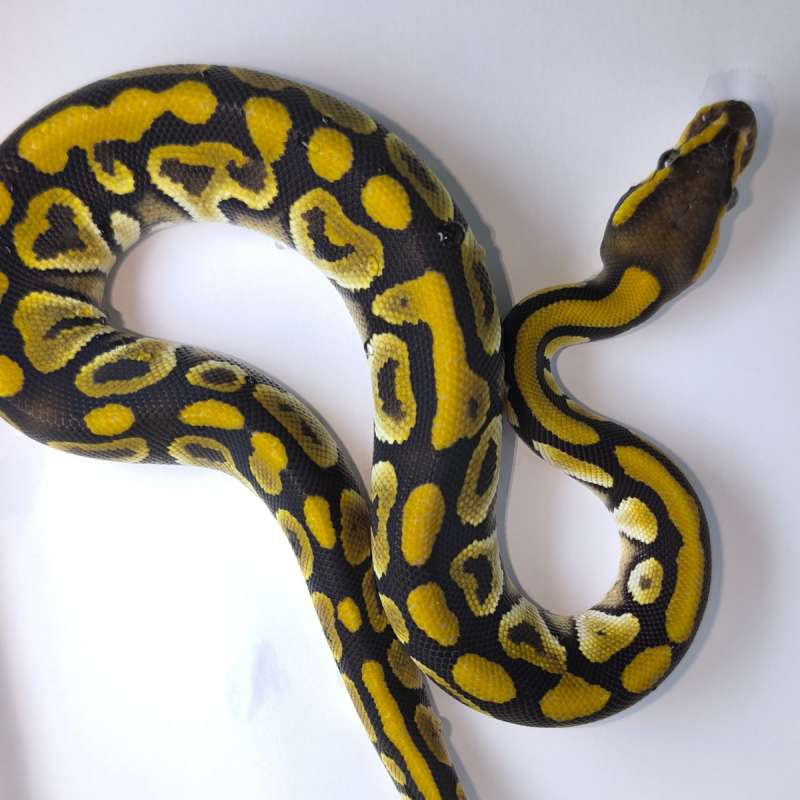 Mojave het clown