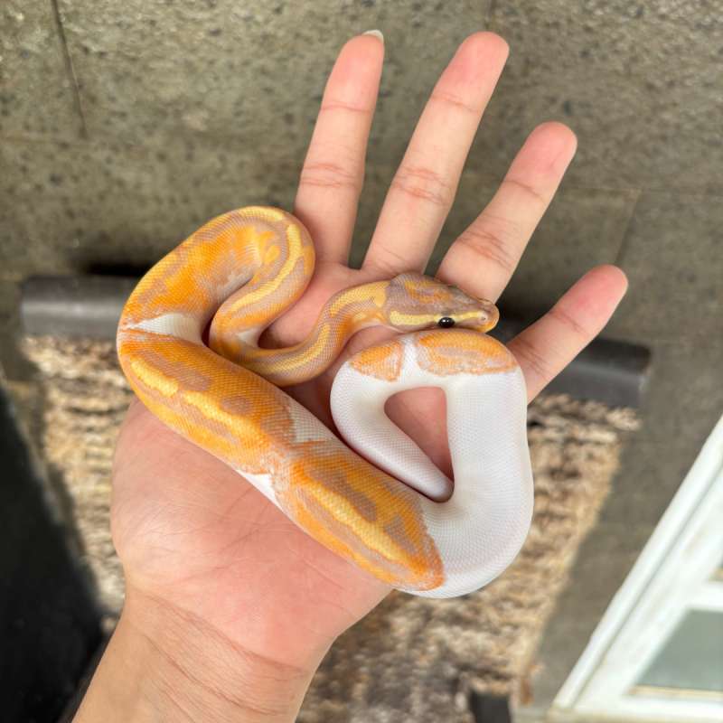 male, Ball python Banana pied emoji smile