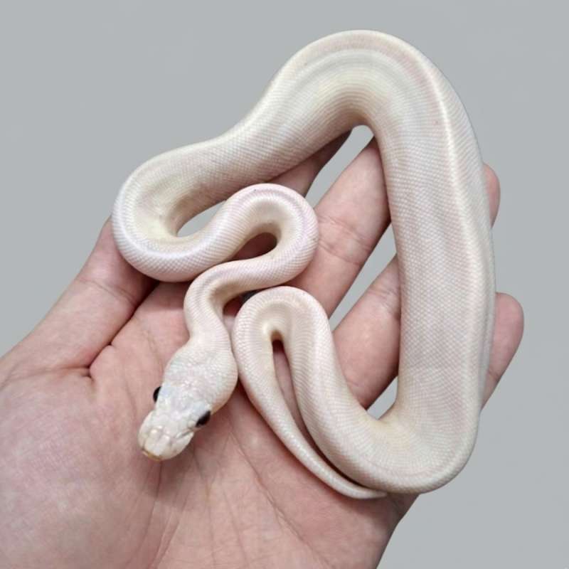 Male Lucy poss Spider